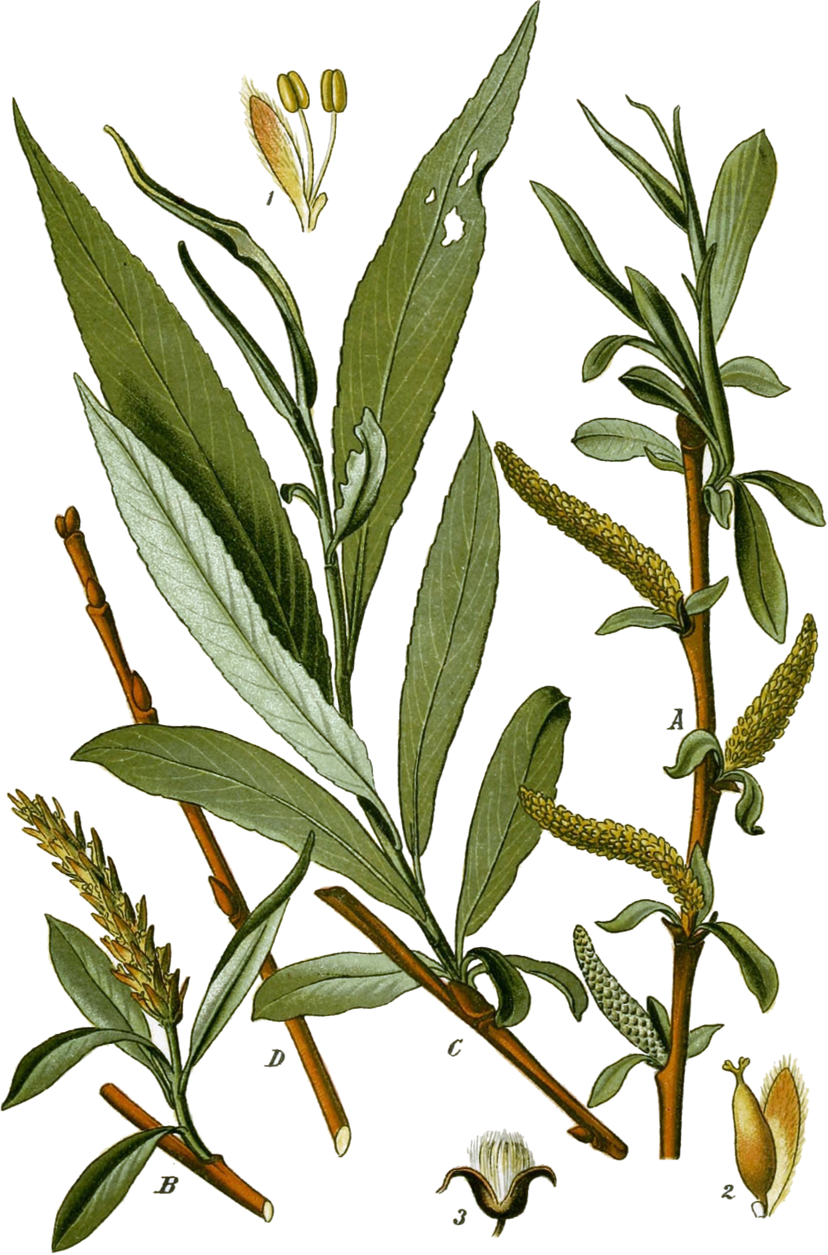 Salix_alba_as_S._vitellina_Thome_1904,_2nd_ed.,_vol_2,_plate_159,_cropped,_clean,_no_caption